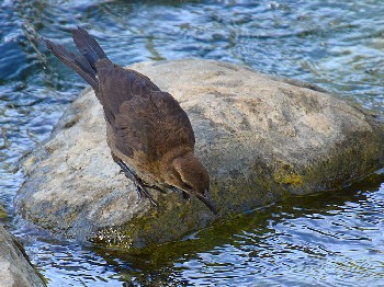 species