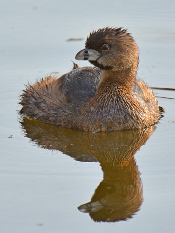 species