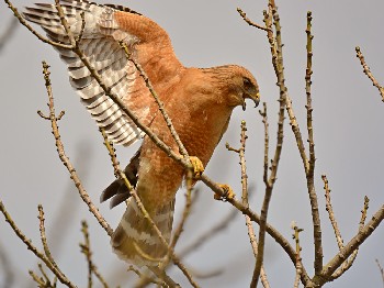 species