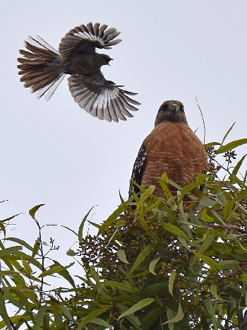 species