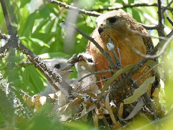 species