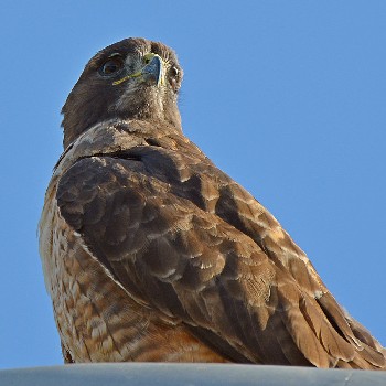species