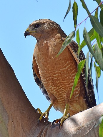species