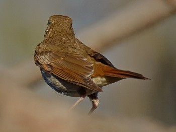 species