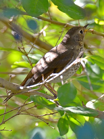species