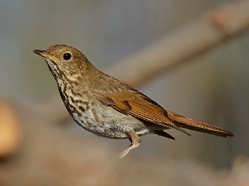 species