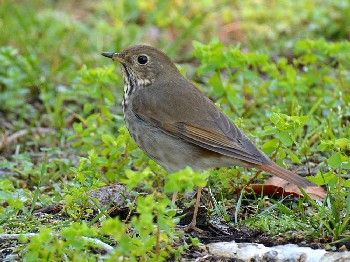 species