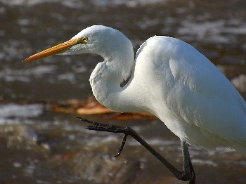species