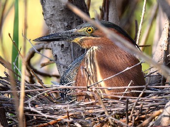 species