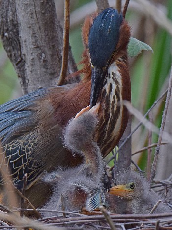 species