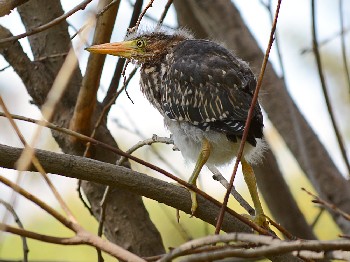 species