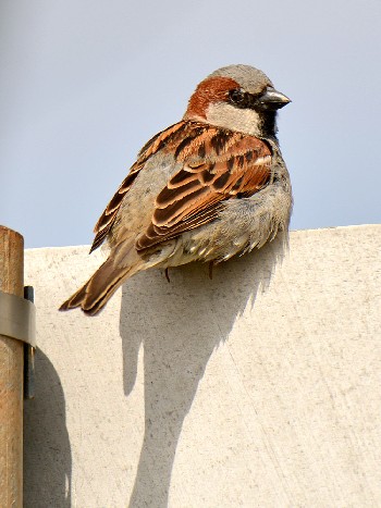 species