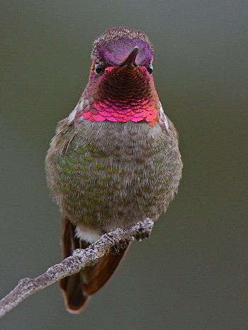 species