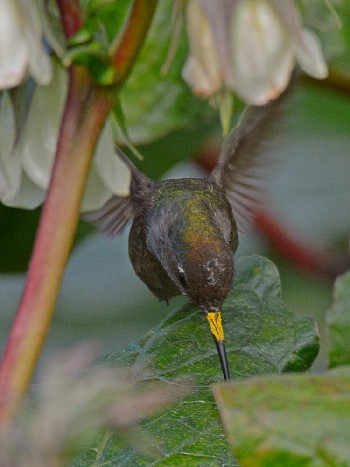 species