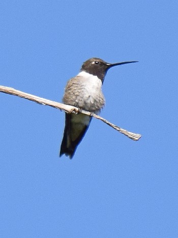 species