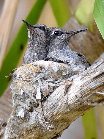 species