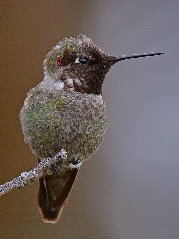 species