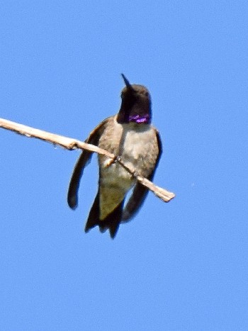 species