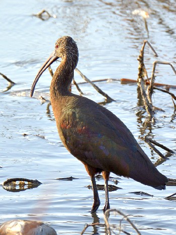 species