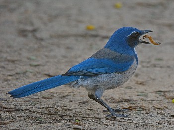 species