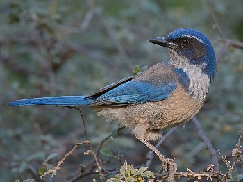 species