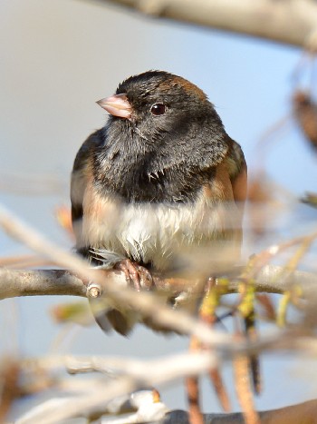 species