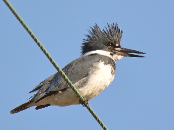 species