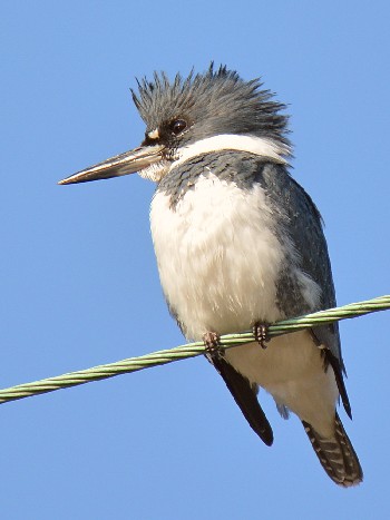 species