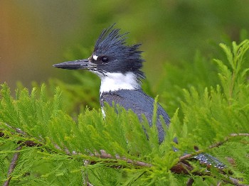 species