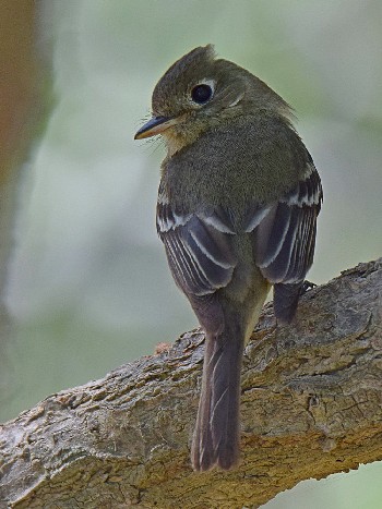 species