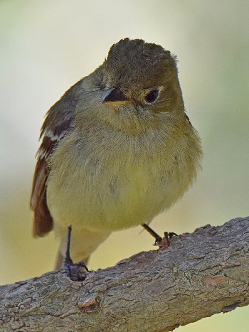 species