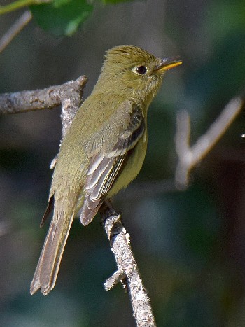species