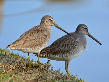 species