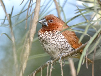 species