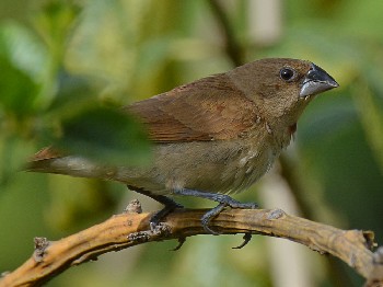 species