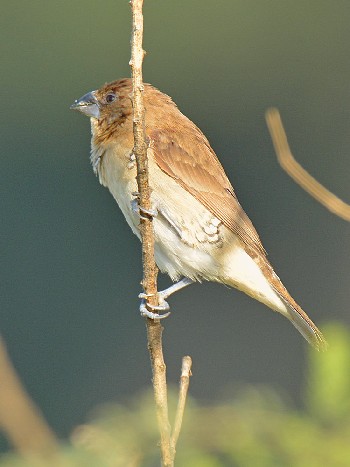 species
