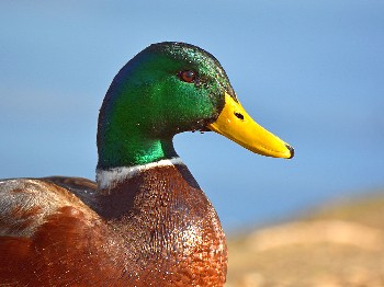 species
