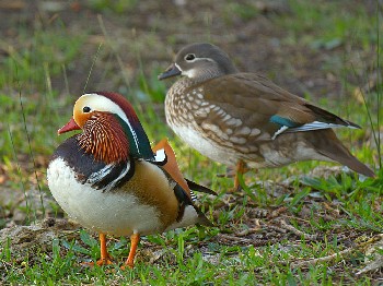 species