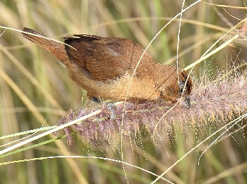 species