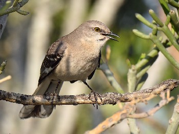species