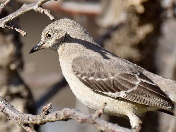 species