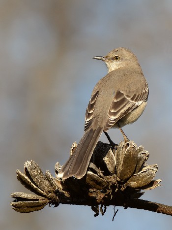 species