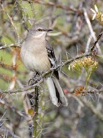 species