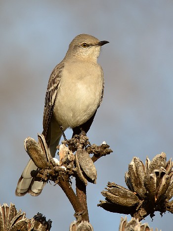species