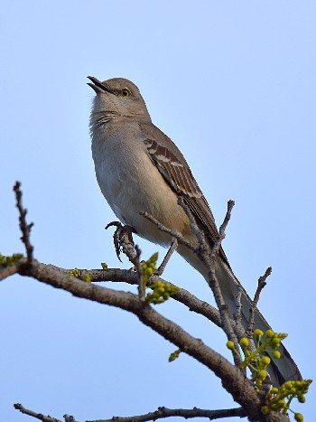 species