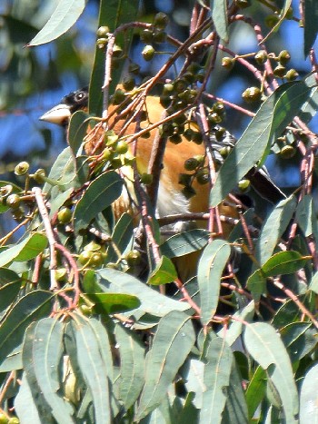 species