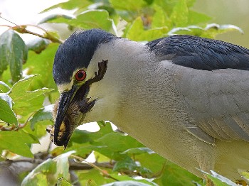 species