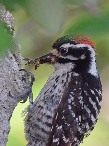 species