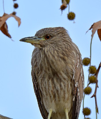 Nycricorax nycticorax