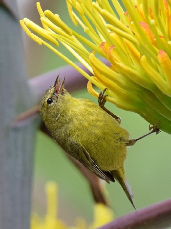 species